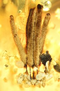 Close-Up Showing Slime Mold in Amber