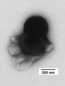 TEM image of the nanorobot