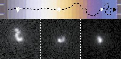 Nanoslinky Graphic