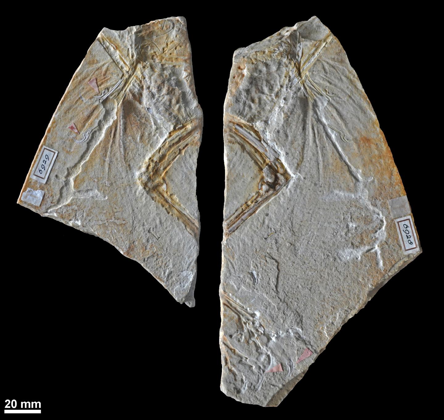 Haarlem Specimen