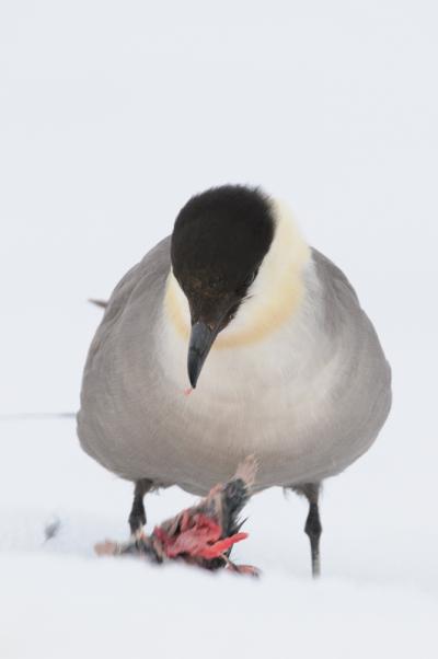 Small Skua