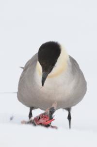 Small Skua