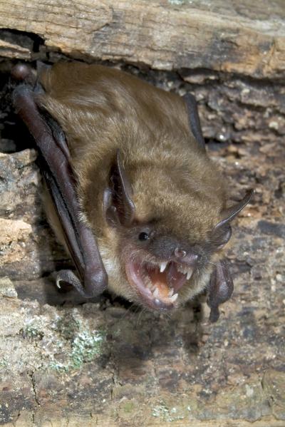 Bat