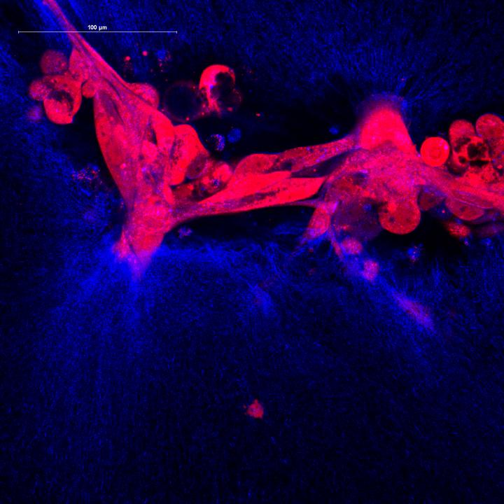 Cellular Imaging