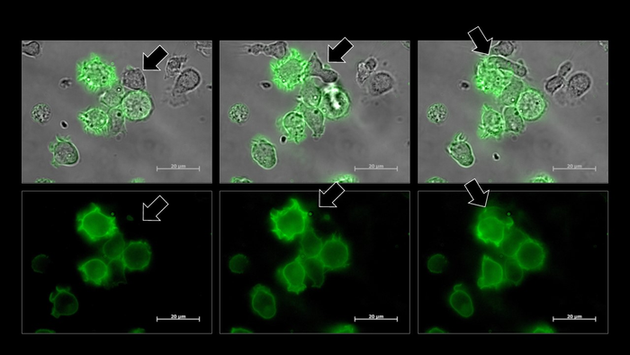 Natural Killer cells steal membrane from cancer cells