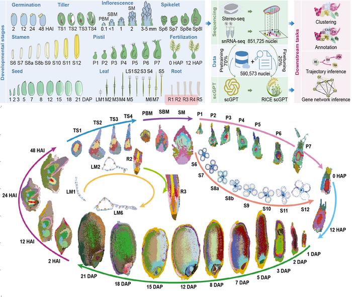 A spatiotemporal lifecycle atlas decodes spatial coordination in rice