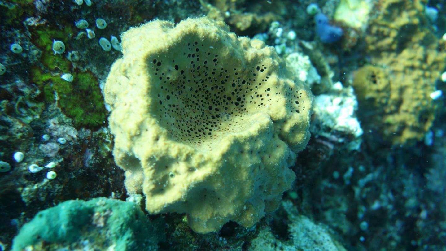 Demosponge