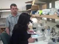Cell Reaction Slows Aging in Nematodes