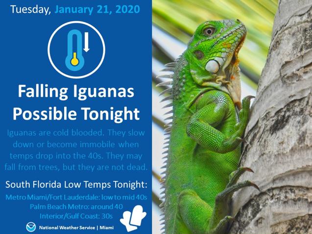 Falling iguanas