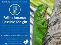 Falling iguanas