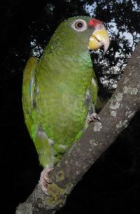 <em>Amazona gomezgarzai</em> -- Female