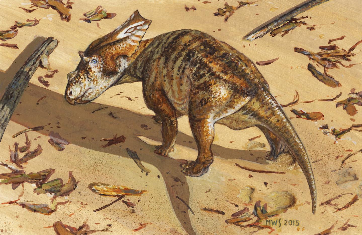 Life Reconstruction of Baby <em>Chasmosaurus</em>