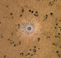 Sea Mine Anenome