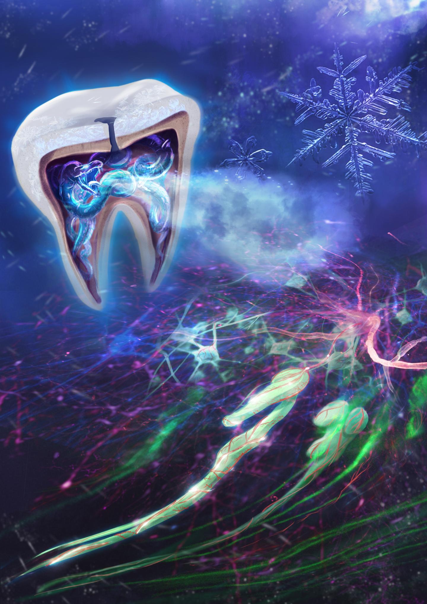 Researchers discover why cold induces tooth pain and hypersensitivity--and how to stop it