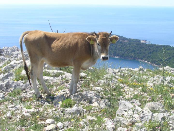 Buša