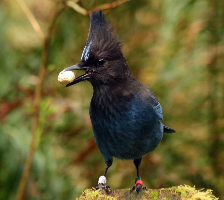 Steller's Jay