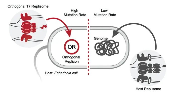 Scientists build an “evolution engine” to rapidly reprogram proteins
