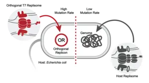 Scientists build an “evolution engine” to rapidly reprogram proteins