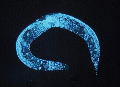<i>Caenorhabditis elegans</i>
