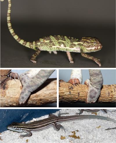 Adult Lizards