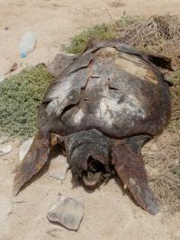 Loggerhead Turtle