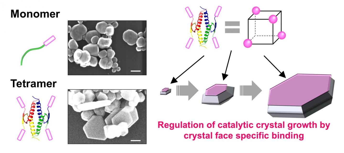 Tetrameric Biomineralization Peptides