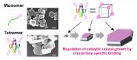 Tetrameric Biomineralization Peptides