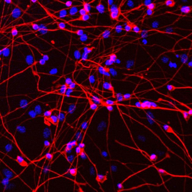 Image of Neurons