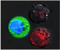 Nanobubbles (2 of 2)