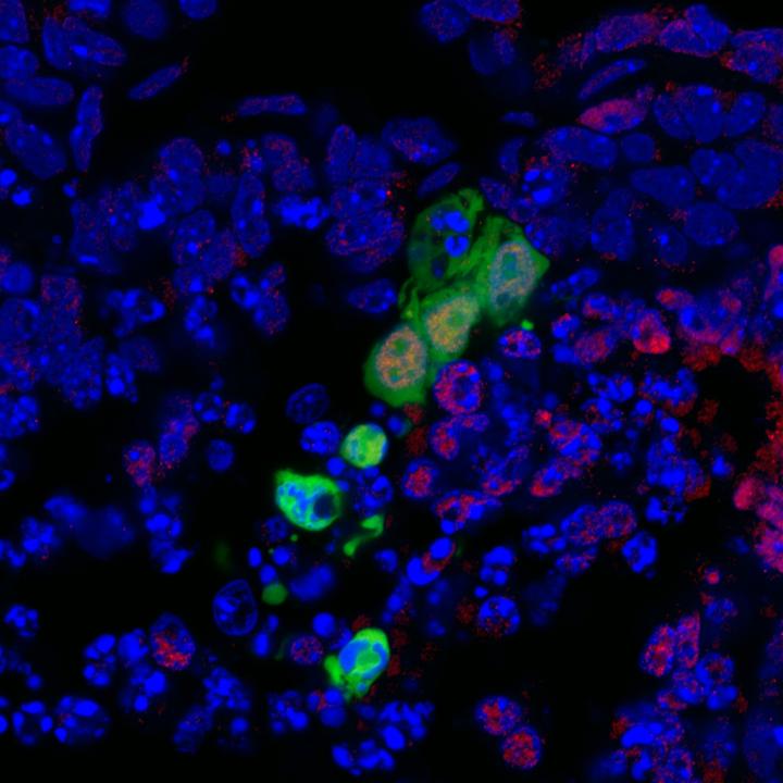 Novel Stem Cell