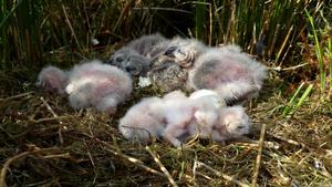 Brood of Owls