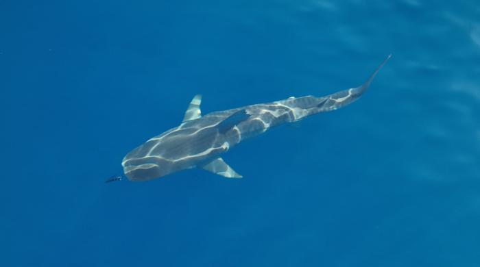Tiger shark from above