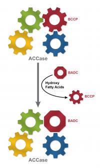 enzyme schematic