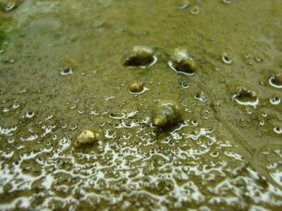 Snails