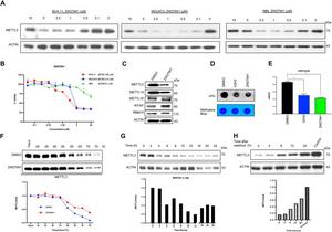 ZW27941 reduces cell viability and degrades METTL3 in a dose- and time-dependent manner.