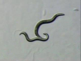 Curling Male Tails