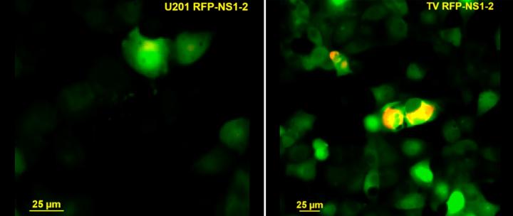 Calcium Signaling