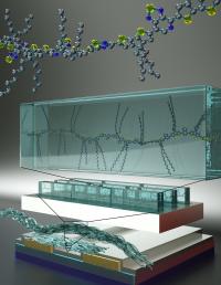 Illustration of Semiconducting Polymer Chains