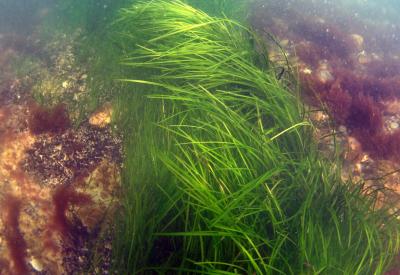 Eelgrass Plant in Ring