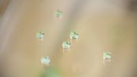 Carlex Glass America Licenses ORNL Superhydrophobic Coatings for Automotive Applications 2