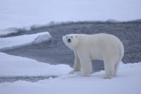 Young Polar Bear
