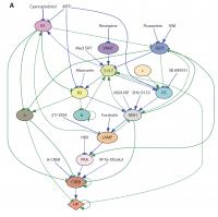 Cellular Control Network for Pigmentation in the <em>Xenopus</em> Genus of Aquatic Frogs