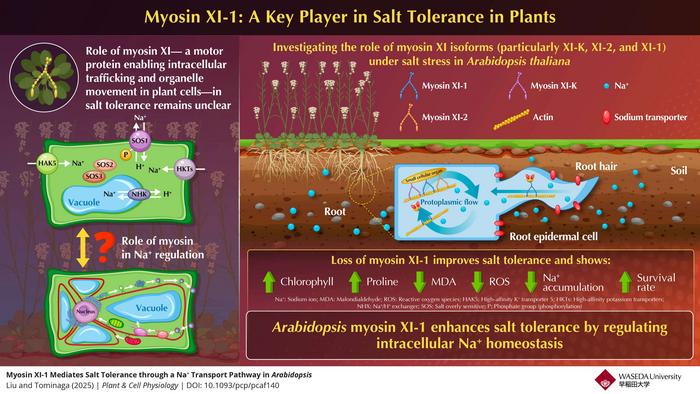 Function of Myosin XI-1 in Salt Tolerance