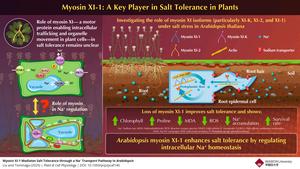 Function of Myosin XI-1 in Salt Tolerance