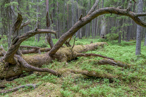 Finnish forest