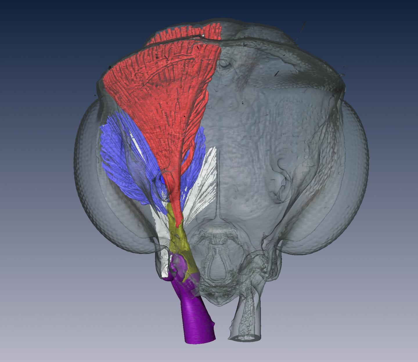 Micro-CT Scan of Ant Head and Jaws