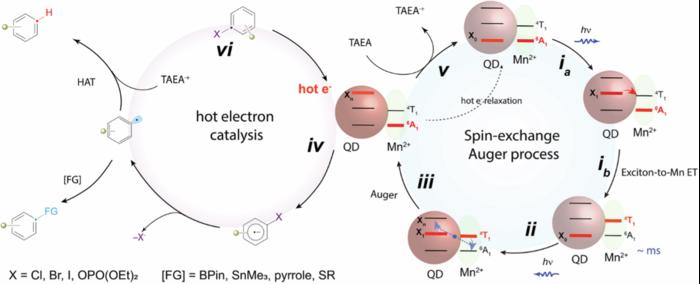 A schematic of proposed reaction mechanism