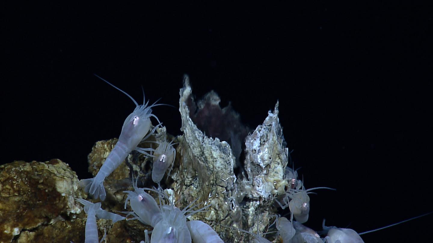 Sea Mine Shrimp