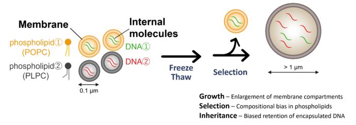 Schematic overview of the experimental workflow and key findings