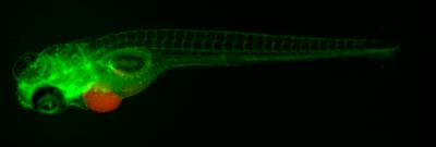 Zebrafish